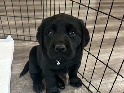 PUPPIES!!! AKC registered purebred lab pups