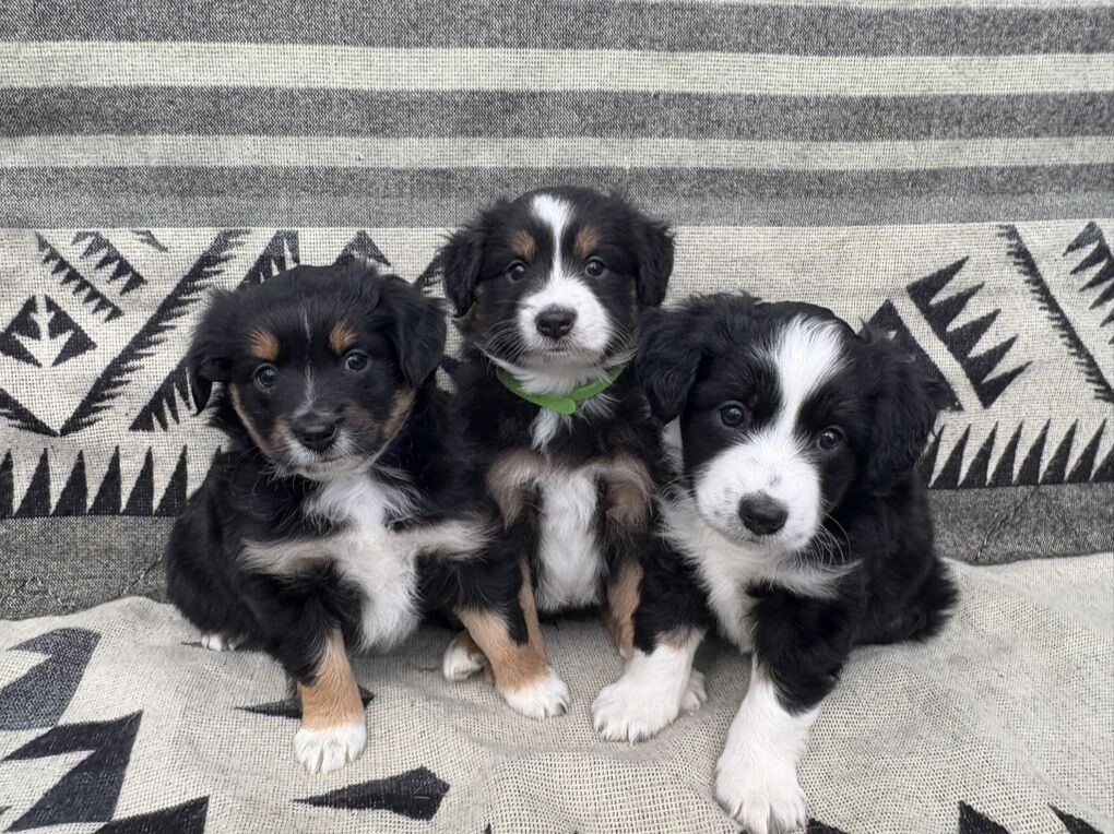 Mini Aussie ASDR Pure Australian Shepherd Aussies