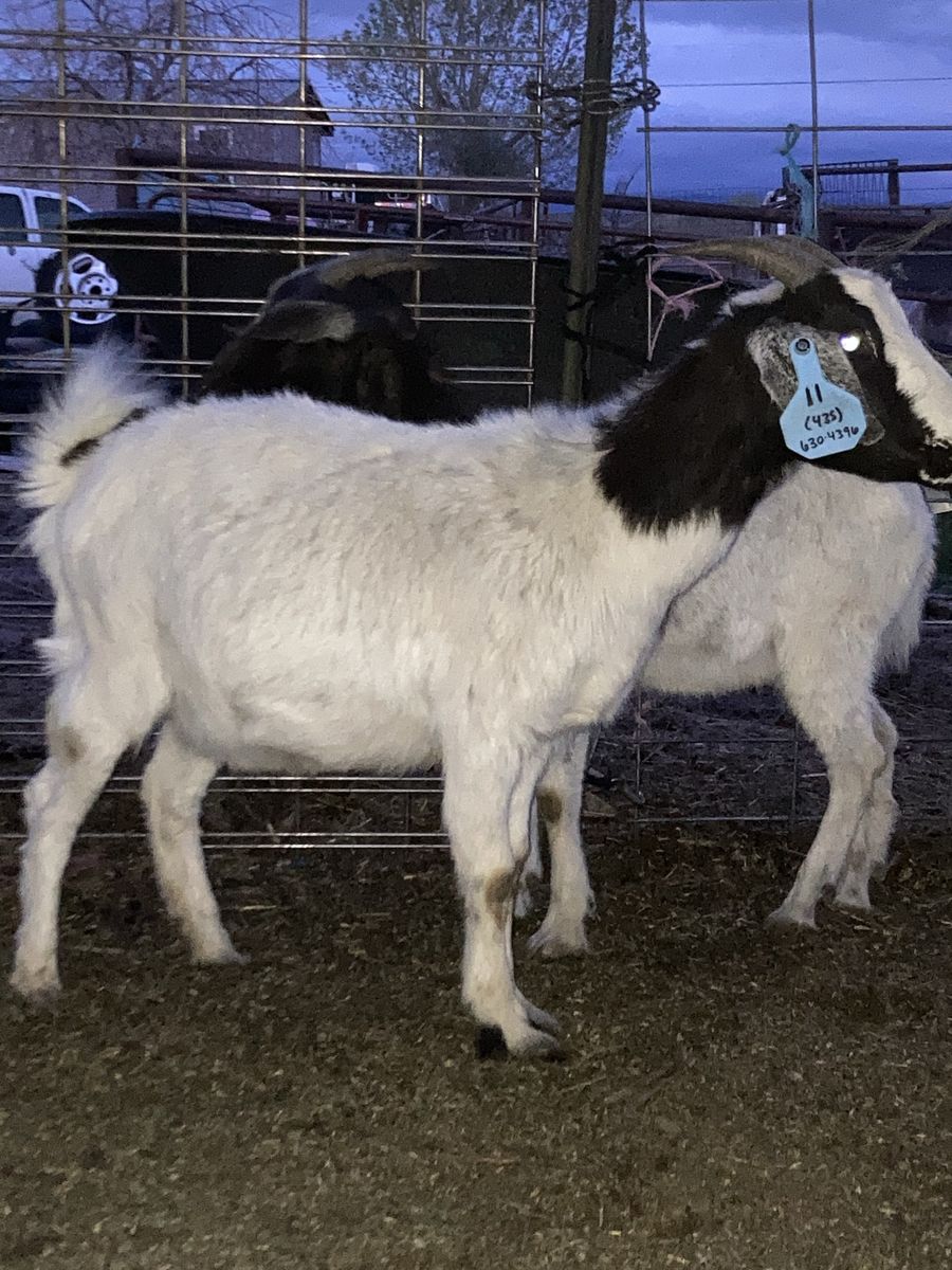 Bunch of goats for sale