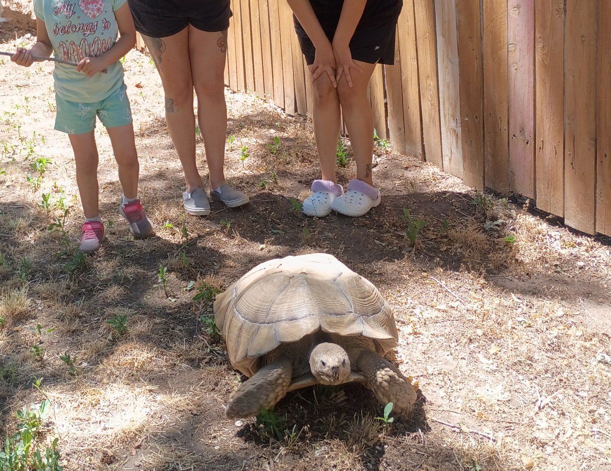 35-year-old  Giant turtle tortoise