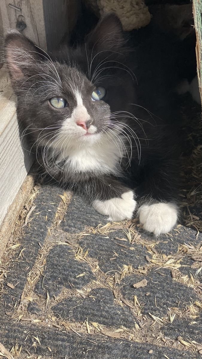Cute farm kittens