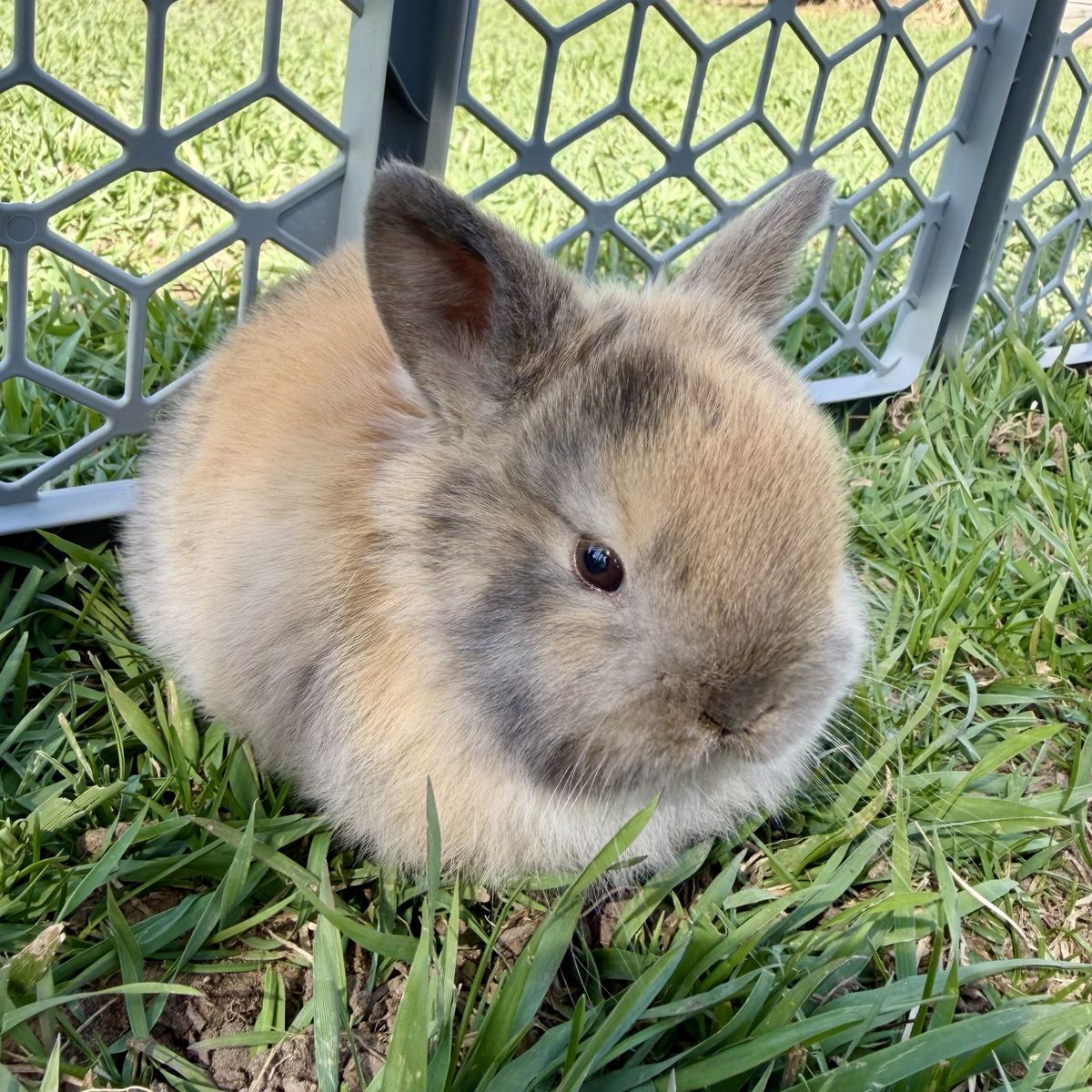 Purebred Holland Lops