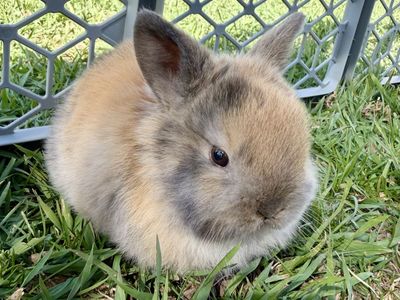 Purebred Holland Lops