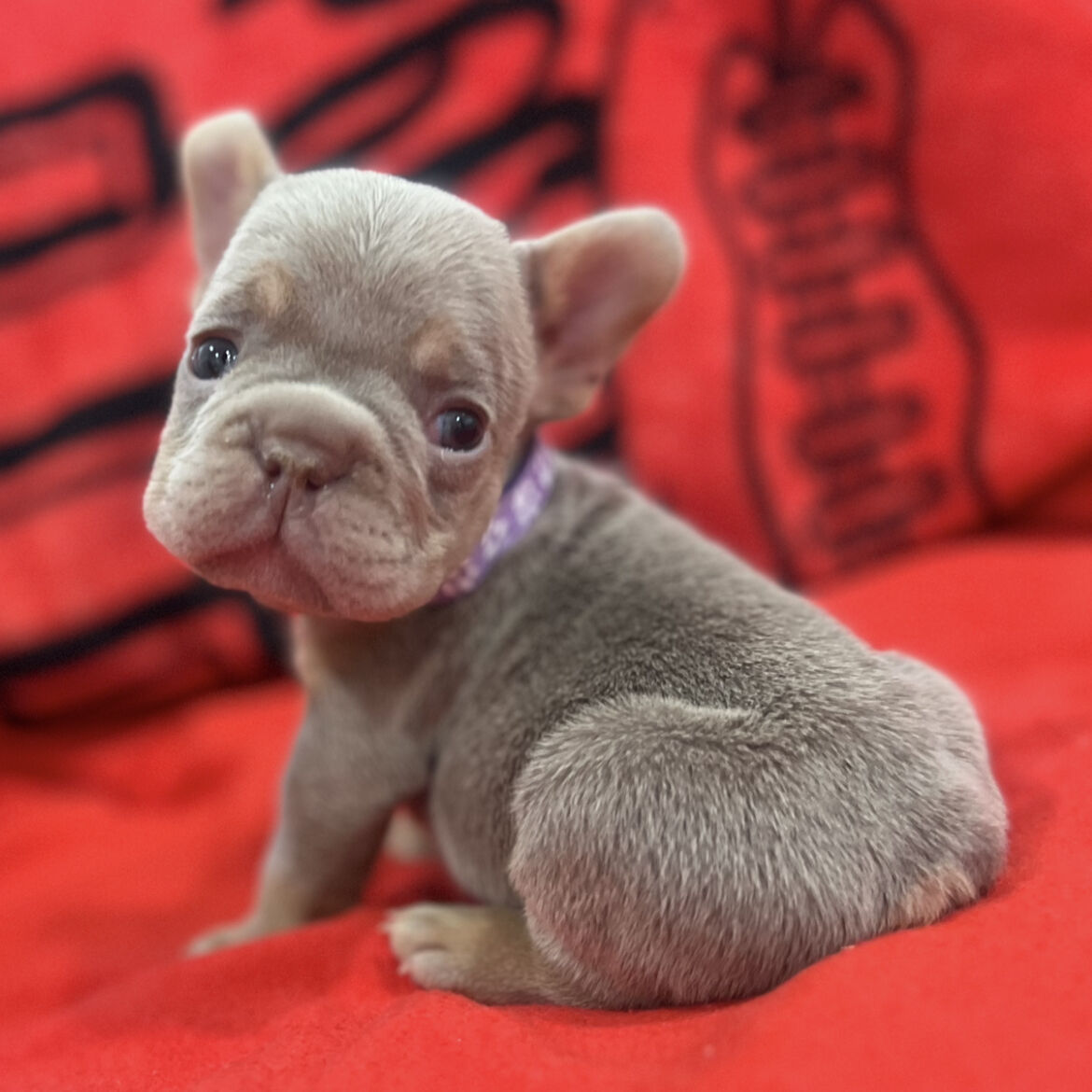 French Bulldog Puppies