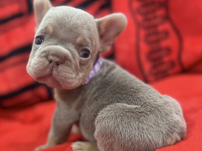 French Bulldog Puppies