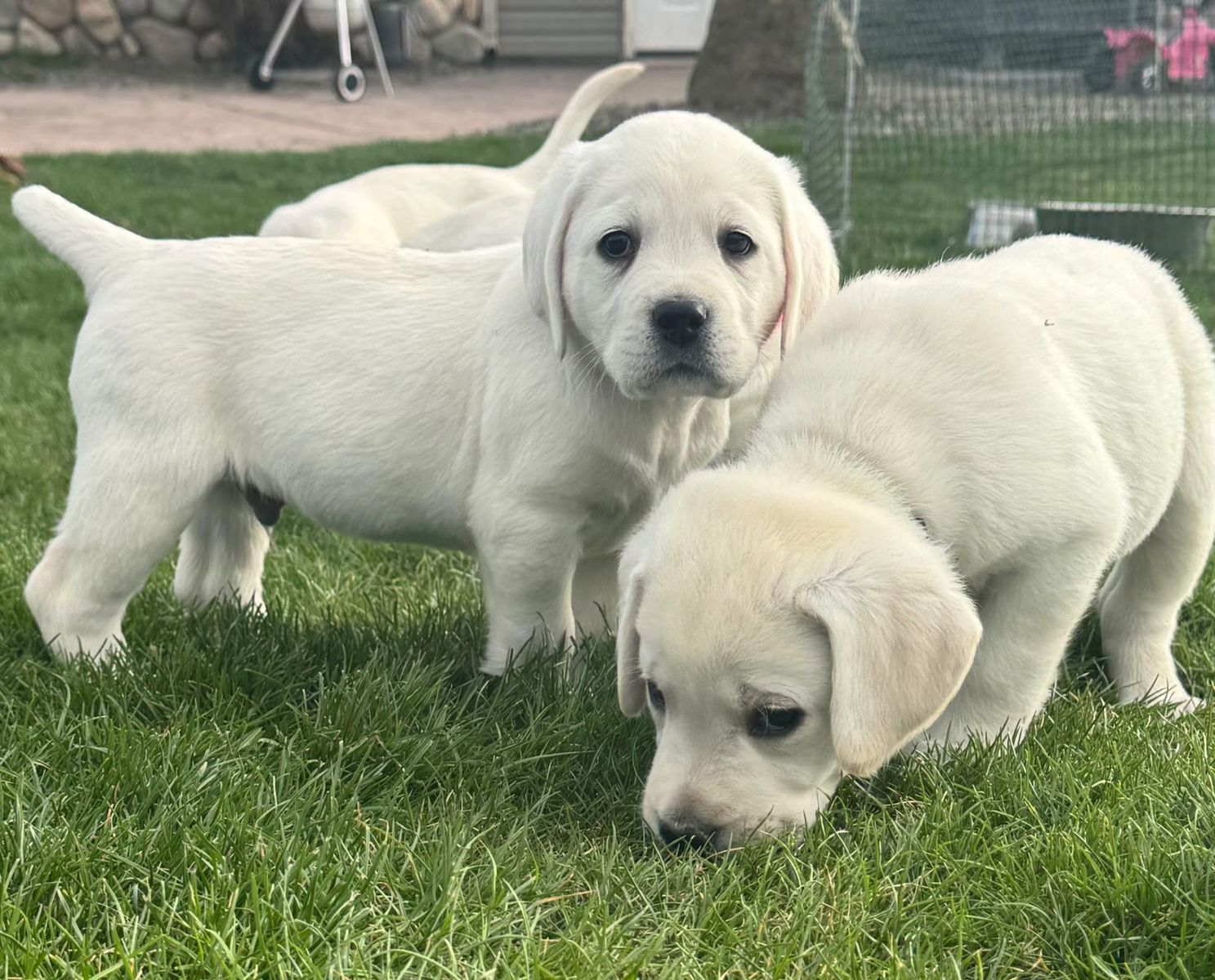 AKC English Bloodline Labradors