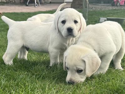 AKC English Bloodline Labradors