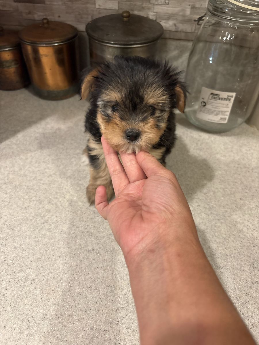 Teacup Yorkies puppies