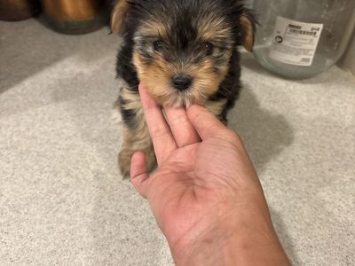Teacup Yorkies puppies