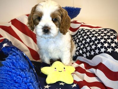 Exceptional Cavapoo Puppies-Health-Tested Parents-Puppy Preschool
