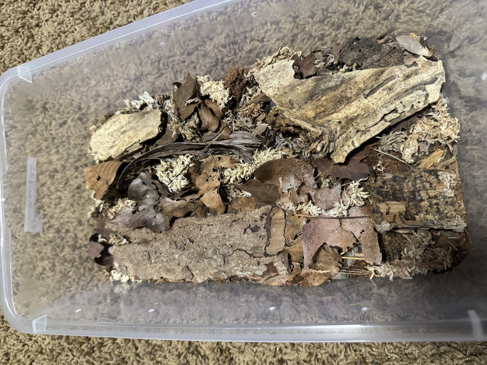 Lava isopod setup