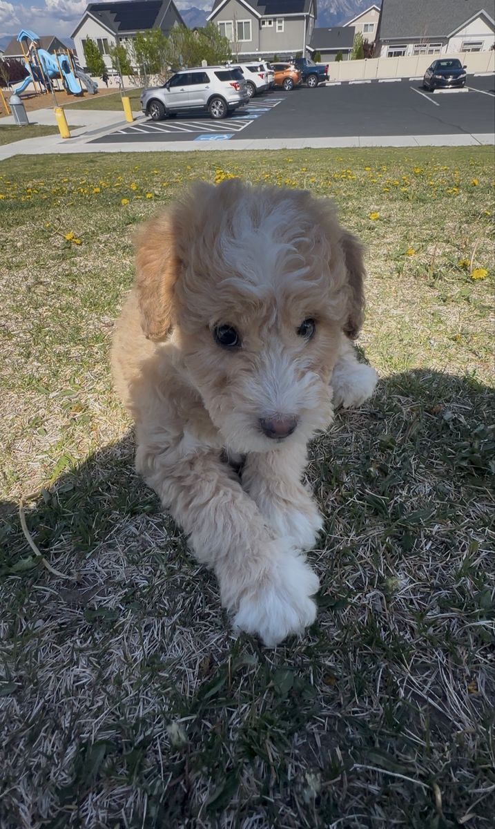 Mini Aussiedoodle / 10 weeks