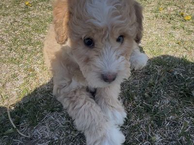 Mini Aussiedoodle / 10 weeks