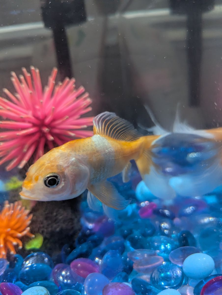 Comet tailed goldfish and all gear!