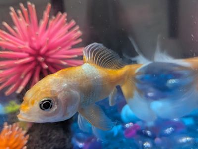 Comet tailed goldfish and all gear!