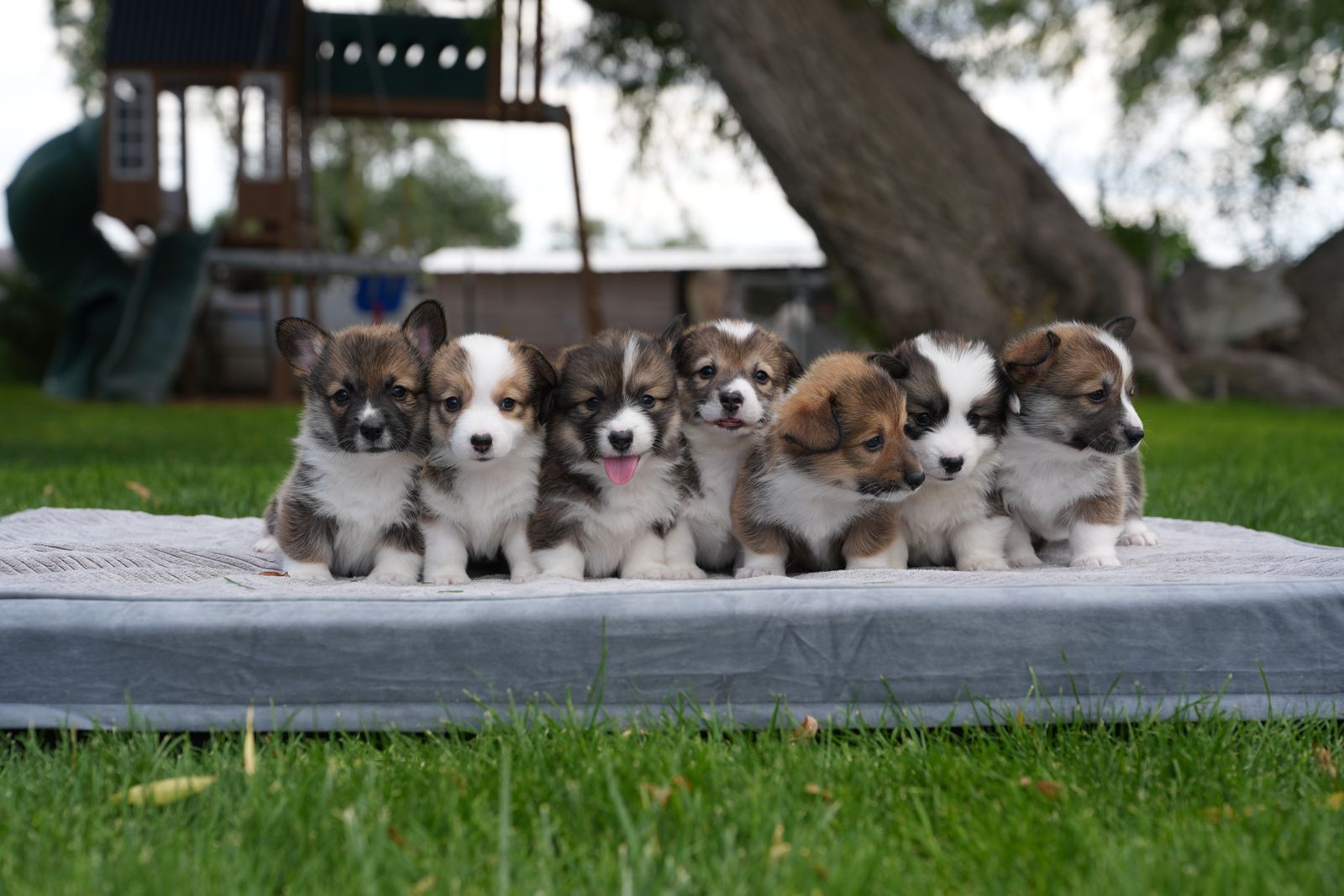 AKC Pembroke Welsh Corgis