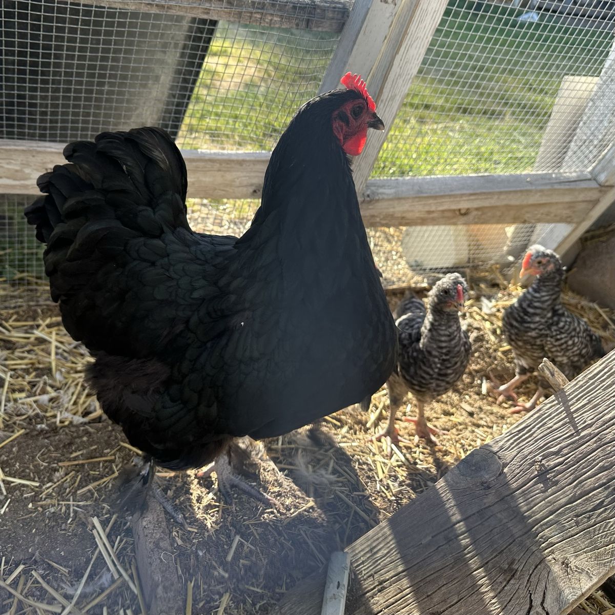 6 week old chicks, olive egger hen / lavender Orpington roo mix chickens