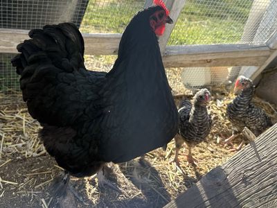 6 week old chicks, olive egger hen / lavender Orpington roo mix chickens