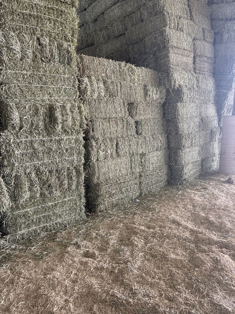 Alfalfa/Tritacle Mix Hay