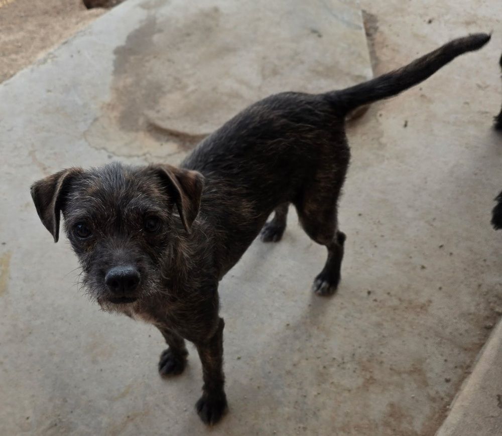 Brindle Terrier (Linda)