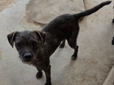 Brindle Terrier (Linda)