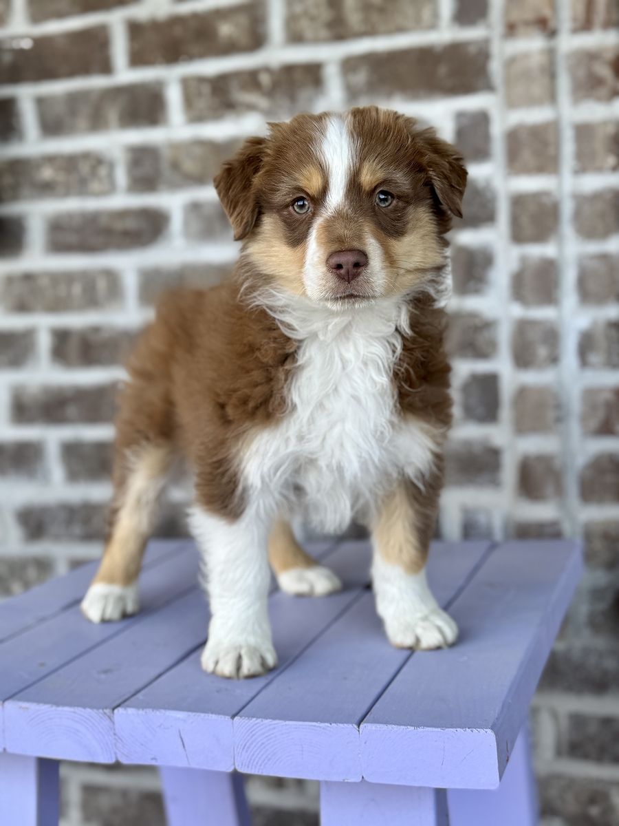 Mini Aussie AKC Miniature American Shepherd