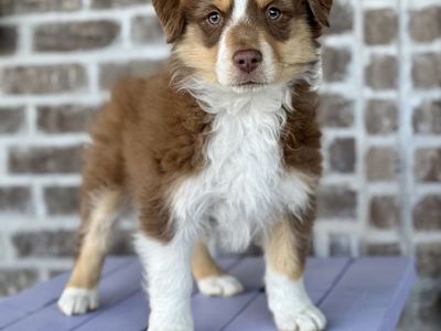 Mini Aussie AKC Miniature American Shepherd