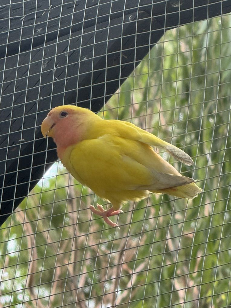 LoveBird Lutino Face