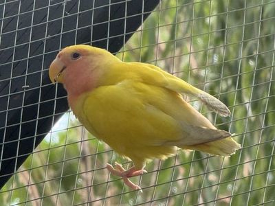 LoveBird Lutino Face