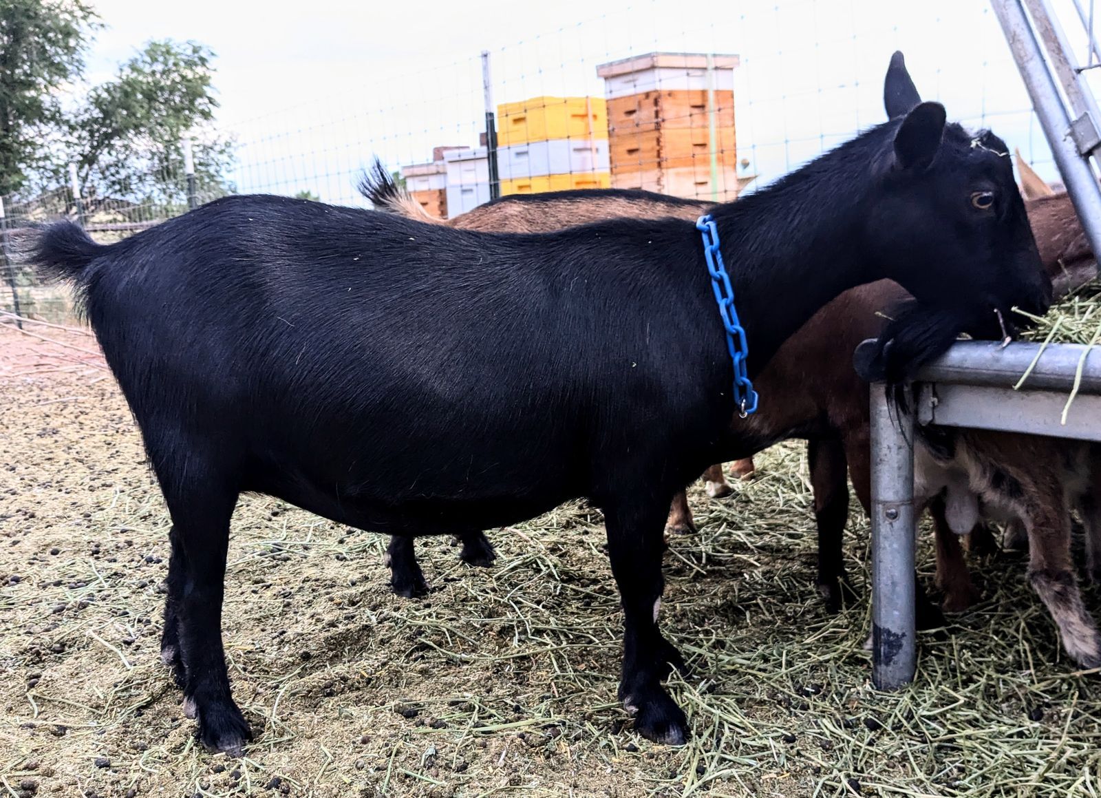 ADGA Registered Nigerian Dwarf Goat Doe