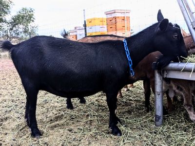 ADGA Registered Nigerian Dwarf Goat Doe