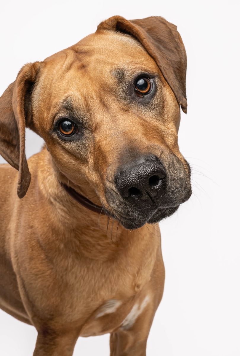 Rhodesian Ridgeback