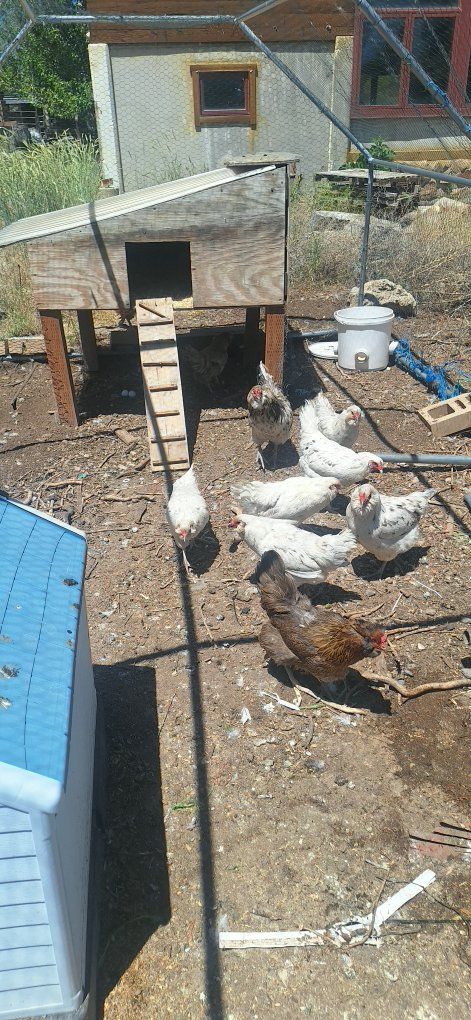 4 laying Splash Americauna Hens