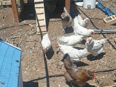 4 laying Splash Americauna Hens