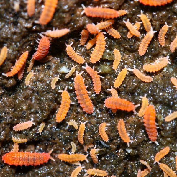 Fire Orange Springtails