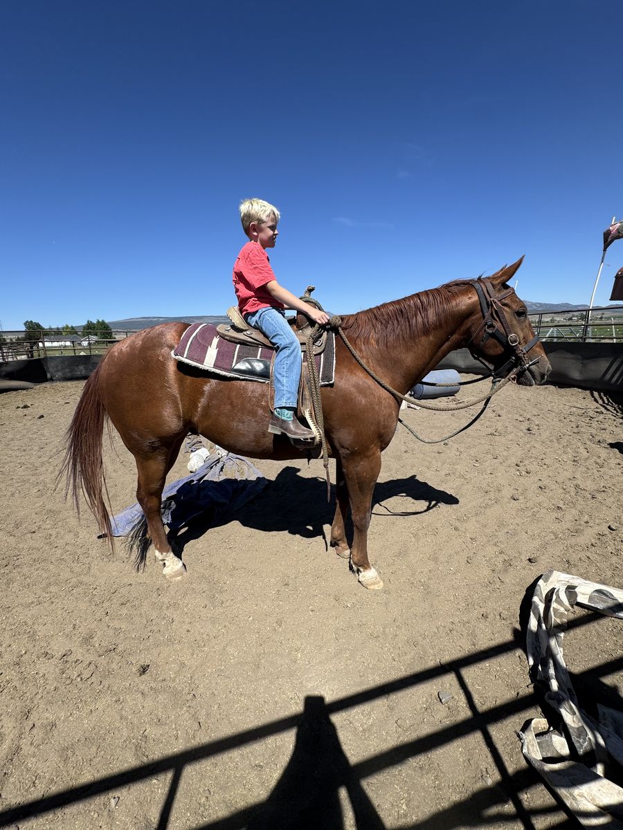 19/20 YR OLD ROPE HORSE GELDING, KID FRIENDLY