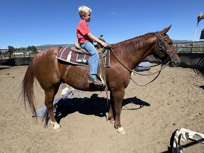 19/20 YR OLD ROPE HORSE GELDING, KID FRIENDLY