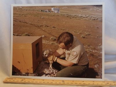 1980 Vintage Thiokol Corp. Ranger with Owl Photograph - Wildlife Conservation Historical Photo