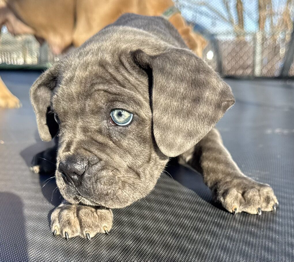 Cane Corso Puppies