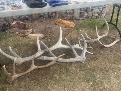 Deer and elk sheds
