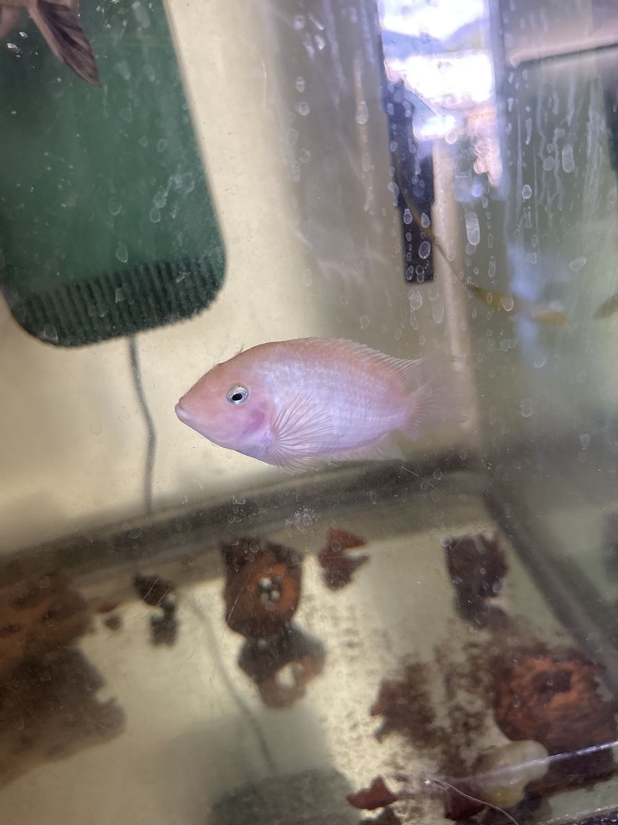 Convict cichlids