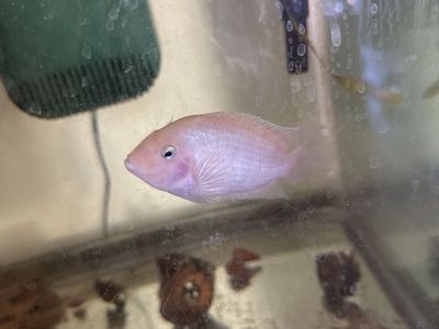 Convict cichlids