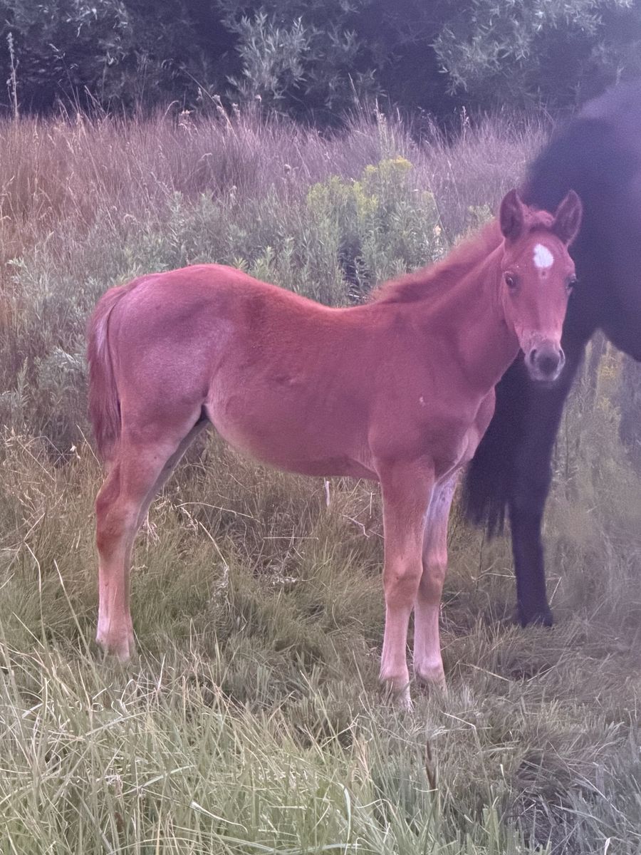 Brabant half draft colts