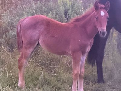 Brabant half draft colts