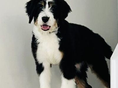 Bernedoodle Sweetheart - Rehome