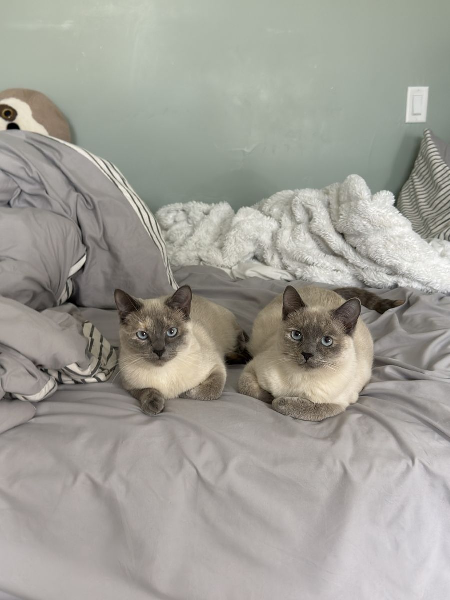 Two Siamese Cats - Bonded Pair, Litter Trained, Playful, and Affectionate