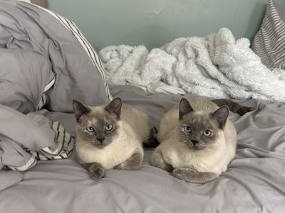 Two Siamese Cats - Bonded Pair, Litter Trained, Playful, and Affectionate