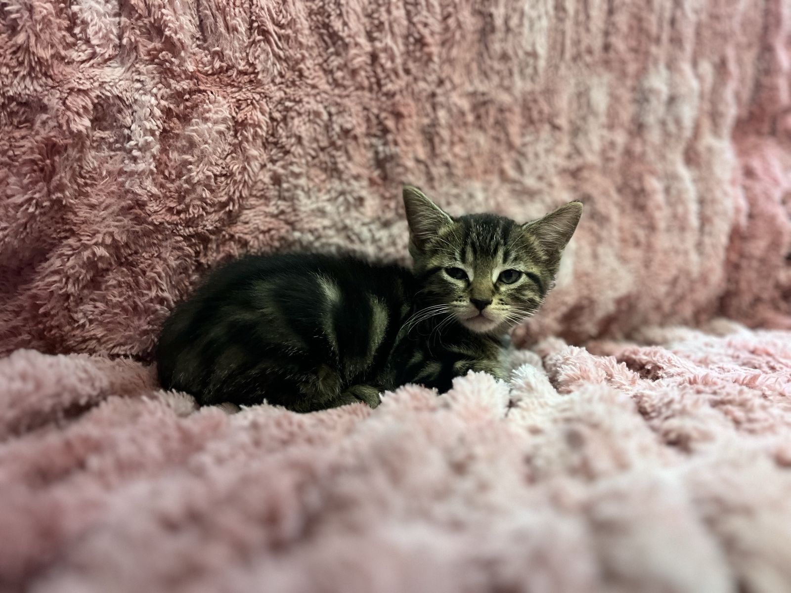 “Hypoallergenic” bengal mixes!