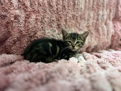 “Hypoallergenic” bengal mixes!