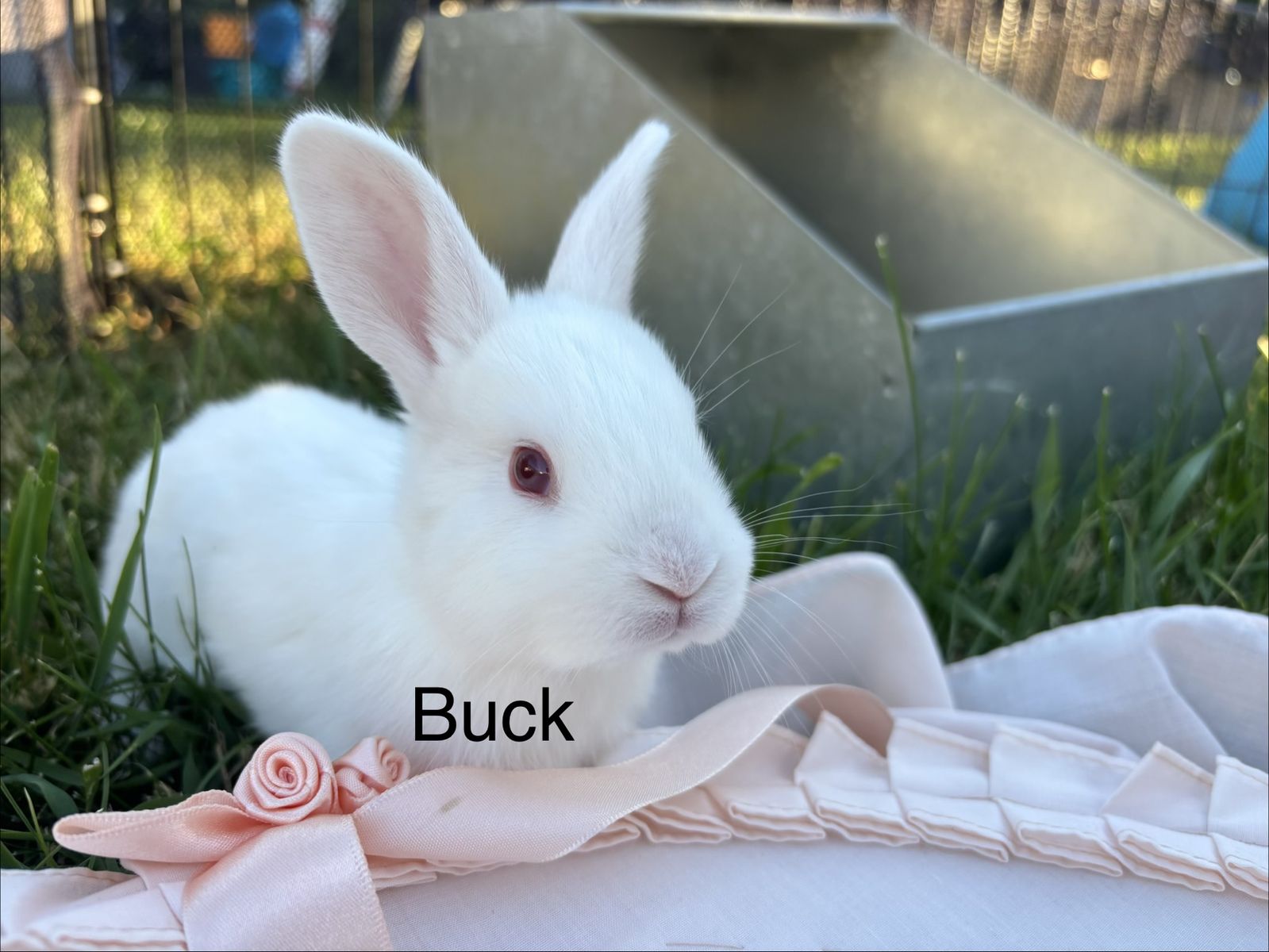 New Zealand Meat  Rabbit Kits(Ready June 30th)